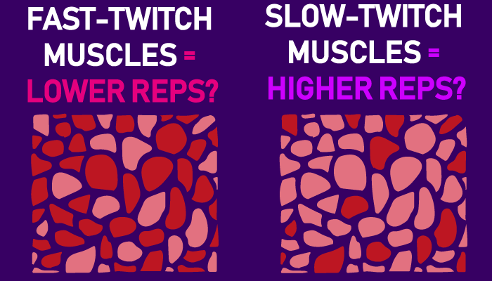 should you be training muscles based on their fiber type?
