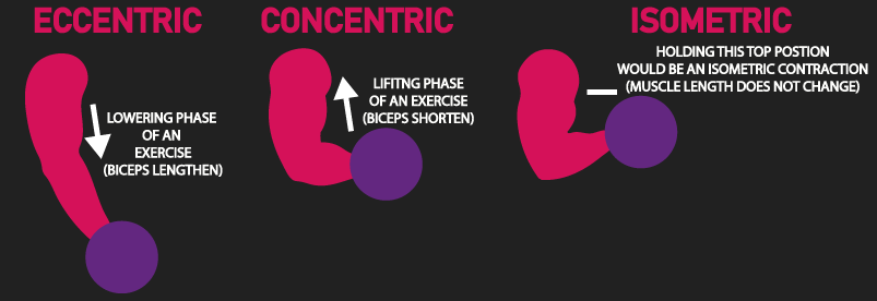 eccentric, concentric, and isometric contraction