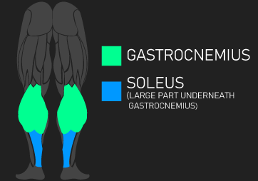 gastrocenmius and soleus