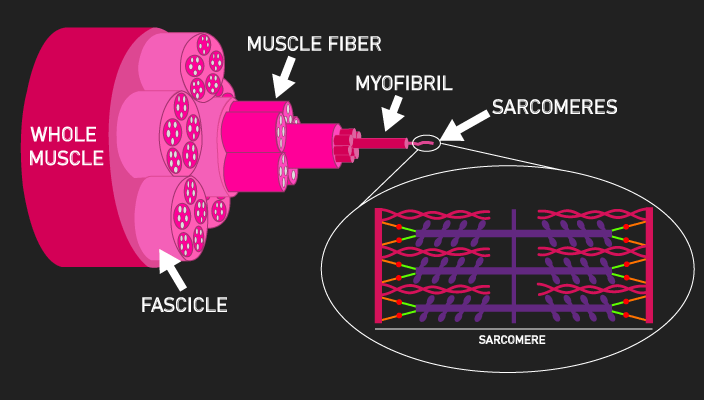 hierarchical layers of a muscle