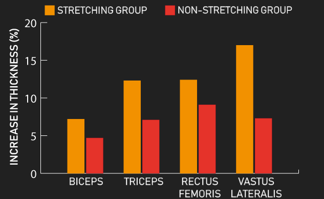 stretching in between sets vs non-stretching