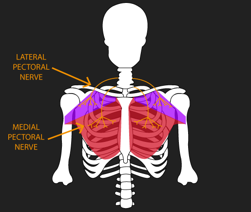 pectoralis major nerve supply