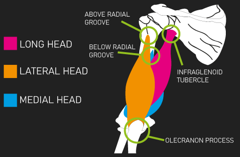 origin and insertion of triceps