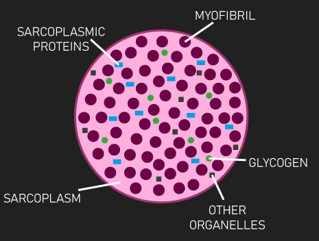 muscle fiber cross-section