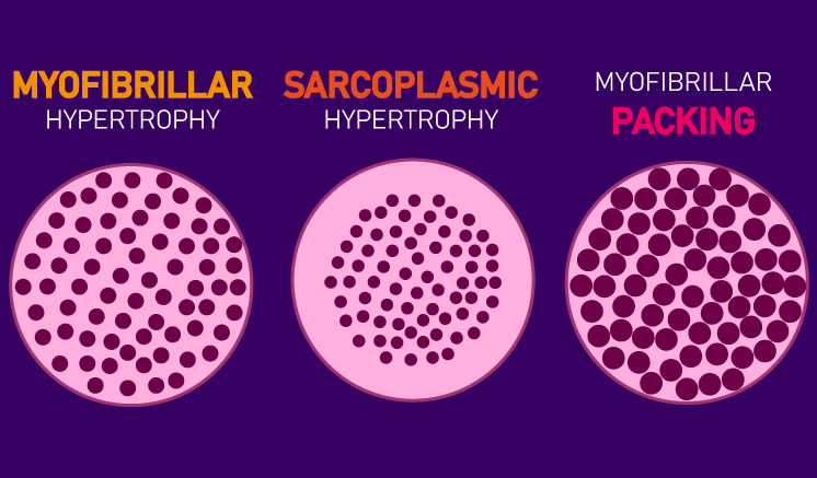 myofibrillar hypertrophy vs sarcoplasmic hypertrophy vs packing