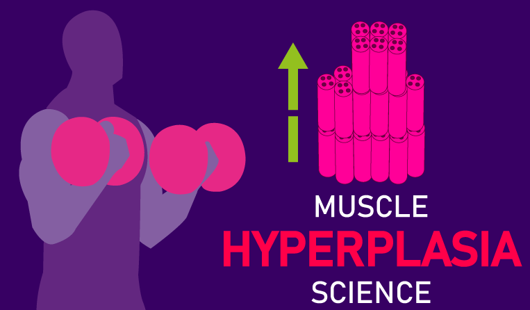 muscle hyperplasia