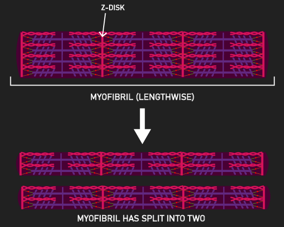 myofibril splitting