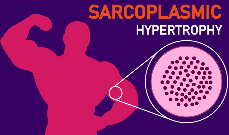 the science of sarcoplasmic hypertrophy