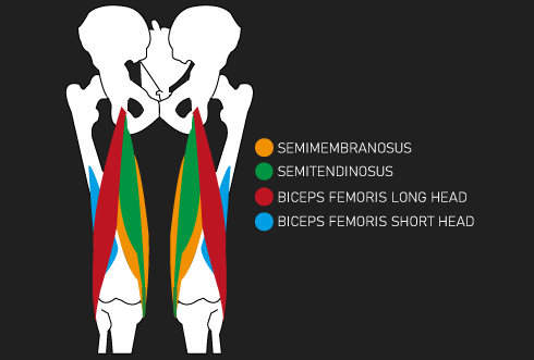 hamstring anatomy