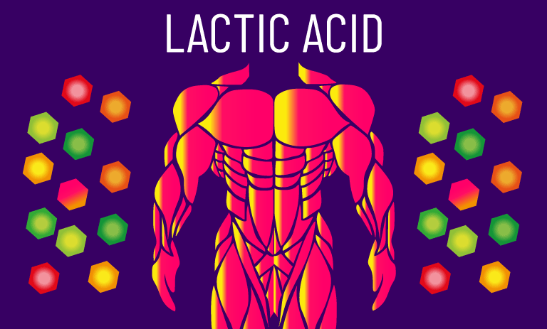 lactate and muscle growth