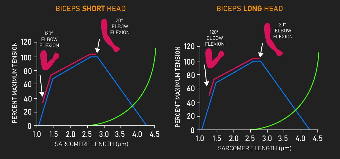 The Biceps Length-Tension Relationship - House of Hypertrophy